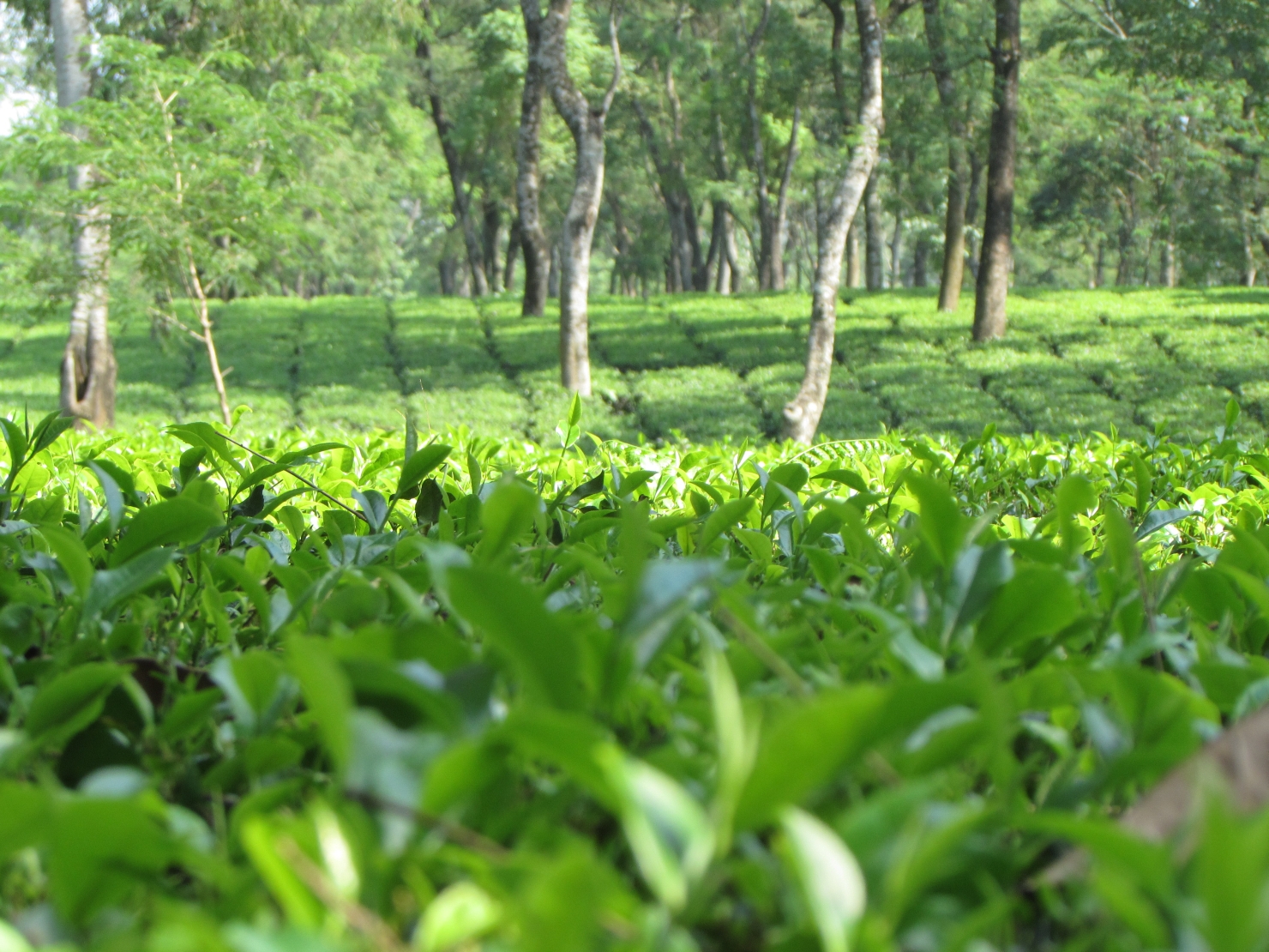 Nepuchapur Tea Limited